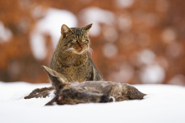 冬に死んだ獲物の隣に座っているウロピアン ワイルドキャット