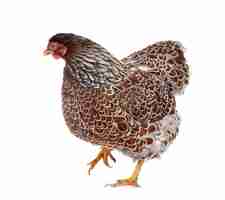 Photo wyandotte chicken isolated on white