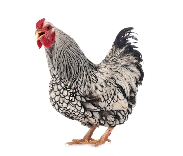 Wyandotte chicken isolated on white