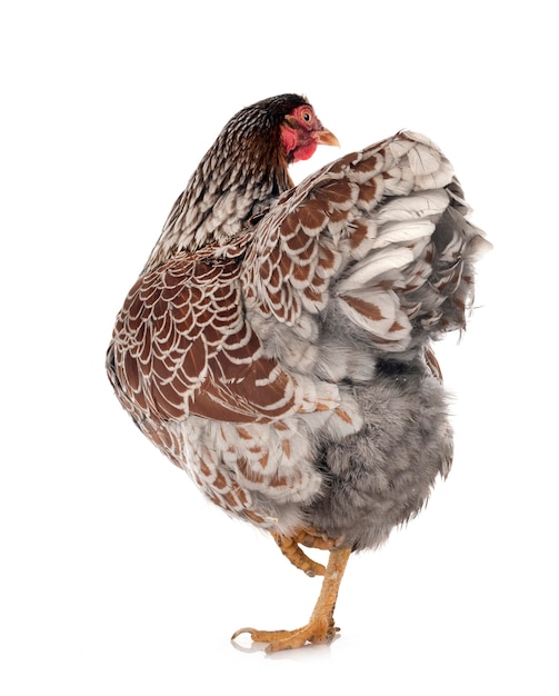 Wyandotte chicken isolated on white