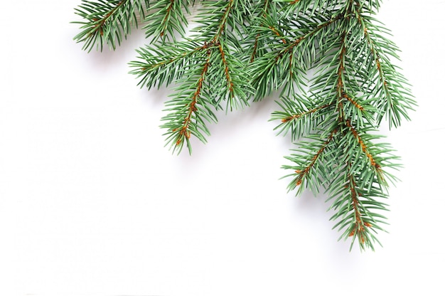 Photo x-mas fir tree branch isolated . pine branch. christmas background