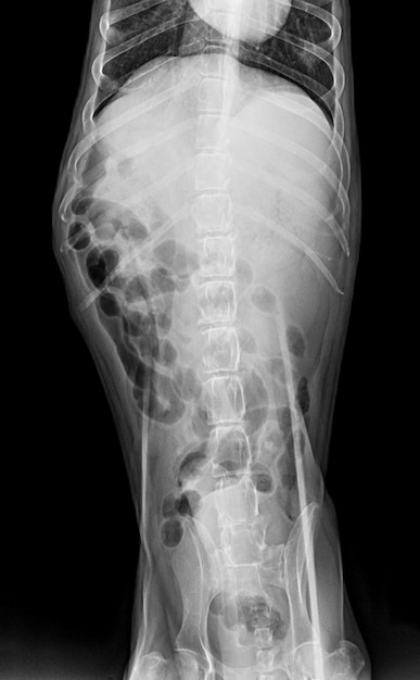 X-ray film of dog anterior view closed up in thorax standard and abdomen