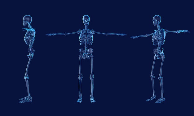 X-ray image of human skeleton