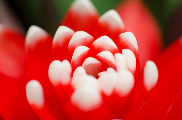 &#xA;Nice red leafy bromeliad plant  &#xA;