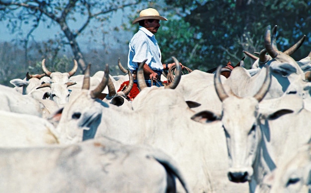 ブラジルのXAAgribusinessは、国の経済を最も動かし、何千もの雇用を生み出しているセクターです。