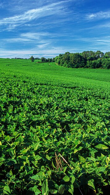 Xaapiantagioni agricole di diverse culture agroalimentare in brasile il settore che più muove l'economia del paese e genera migliaia di posti di lavoro