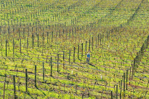 XAAgriculture planting grapes vineyards in Rio Grande do Sul in the Serra Gaucha