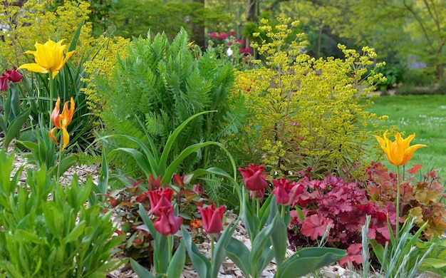 写真 xチューリップと緑の植物のある春の庭の美しい花壇 xa
