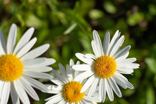 XAbeautiful green background filled with daisies