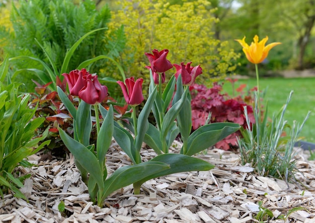 Xbei tulipani viola che fioriscono in un'aiuola in un giardino primaverile con trucioli di legno sul terreno