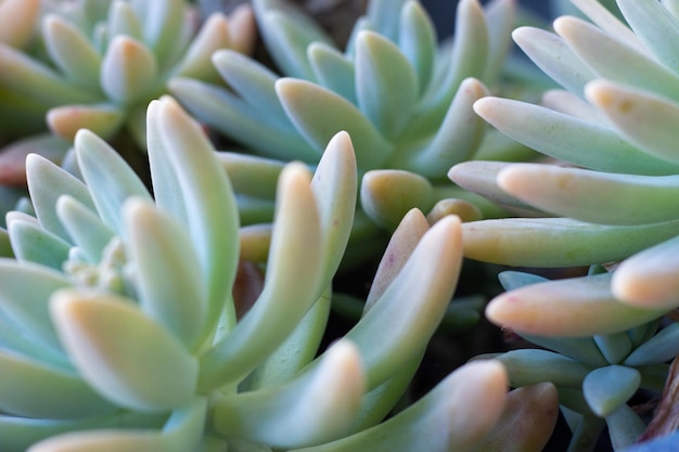 Xabelle piante di nome succulente in piccole ciotole