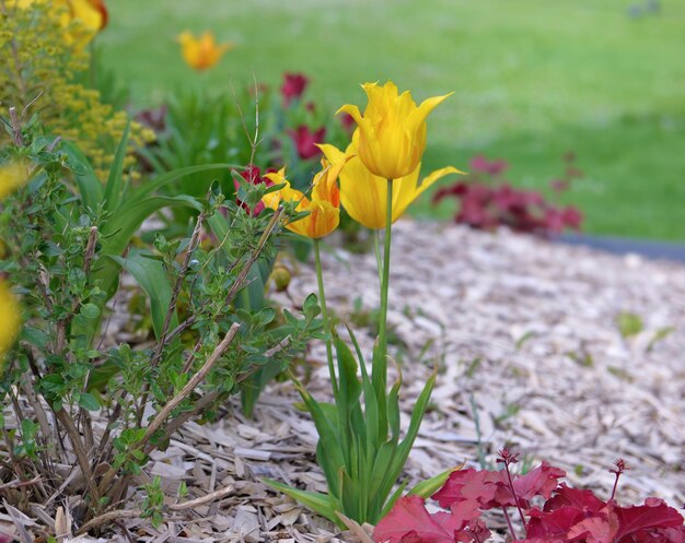 xAbeautiful yellow tulips blooming in a flowerbed in a spring garden with wood chips on the soil