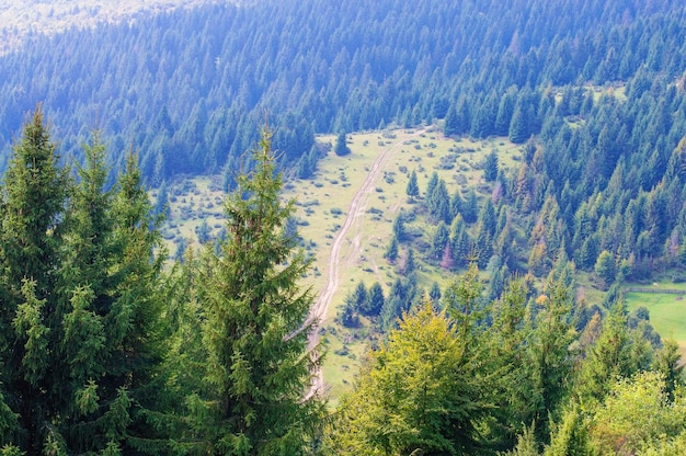 XAforest glade vallei weide natuur