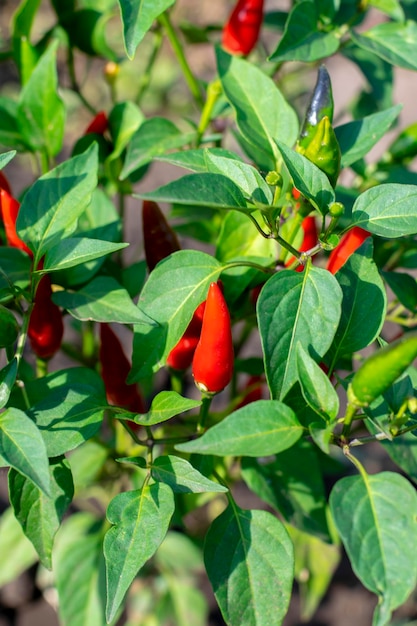 XAHot pepper grows in the garden