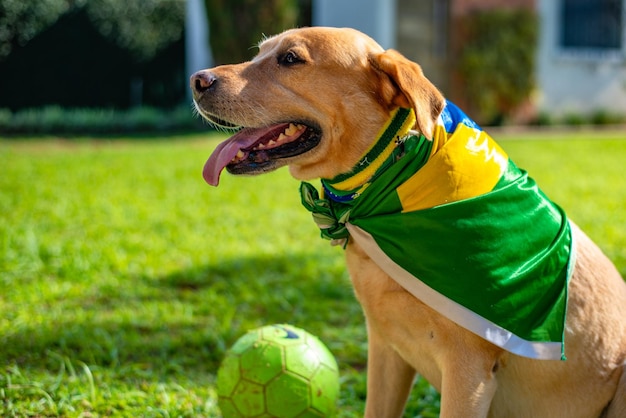 XALabrador hond met de vlag van Brazilië en cheerleader juichen voor het nationale team