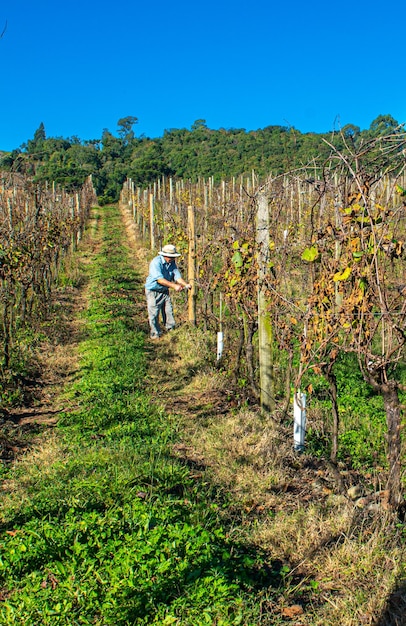 XALandbouw aanplant van druivenwijngaarden in Rio Grande do Sul in de Serra Gaucha