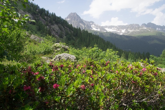 XALandscape of the French Alps