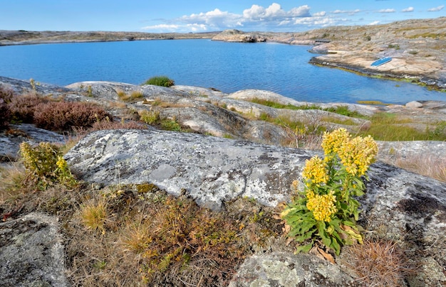 Xalandschap van de baltische rotskust op het eiland smogen met planten en bloemen voor de zee