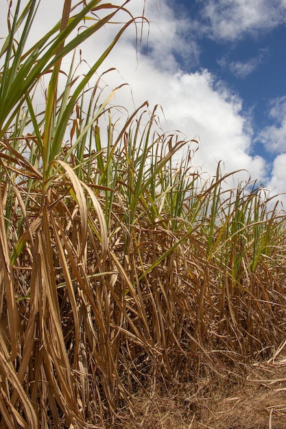 XAlarge sugar cane plantation in sunny day