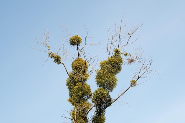 木の枝にXAMistletoe寄生虫青い空