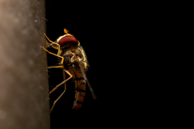 Xanthogramma pedissequum (Syrphidae) op plant