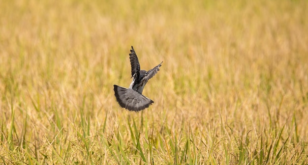 XAPigeons fly over rice fields