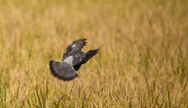 Xapigeons vliegen over rijstvelden