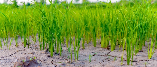 XASeedlings of rice plants in arid soil