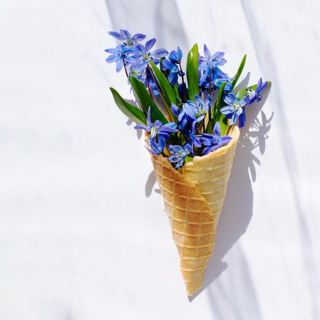 XASpring blauwe bloemen primula's in een wafel kegel op een witte achtergrond