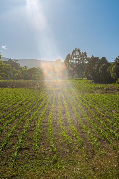 XAsunrise in the corn plantation in the serra catarinense