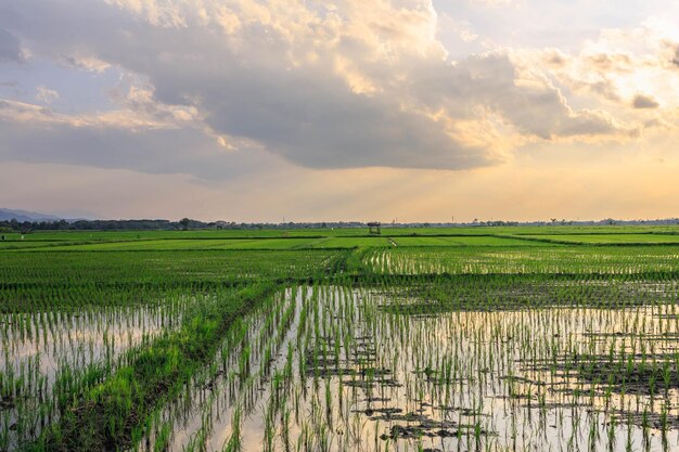 Xasunset at the time of cultivating rice fields in the fieldsxasunset at the time of cultivating rice fields in the fields