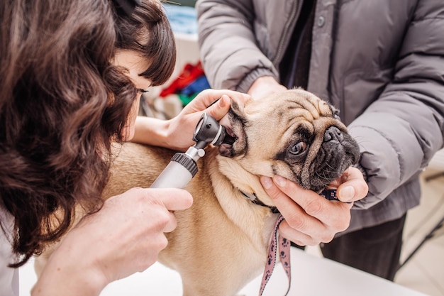 XAVet onderzoekt het oor van een hond met een otoscoop bij de dierenartskliniek