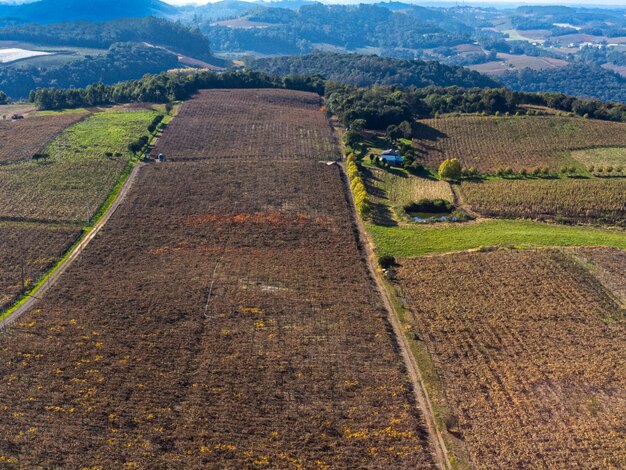 XAWineries and vineyards in Flores da Cunha and Nova Padua Rio Grande do Sul