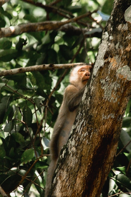 XAxANorthern pigtailed macaque climbing a tree