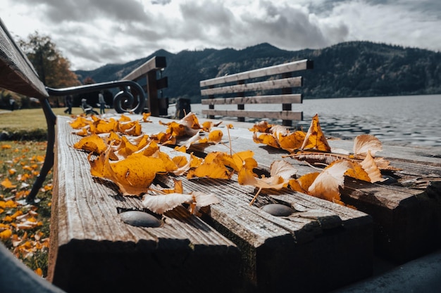 XDxAAutumn leaves closeup on a wooden bench