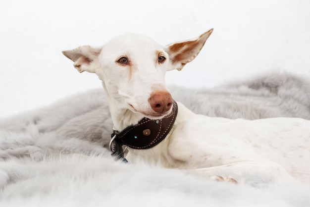 XDxAWhite Podenco Ibizanco or Ibizan Hound