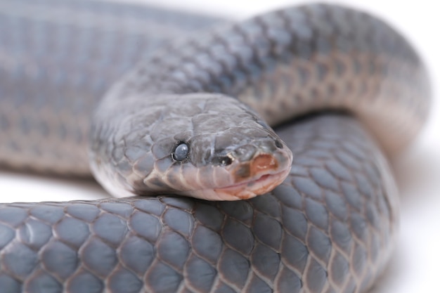 Xenopeltis serpente unicolor isolato