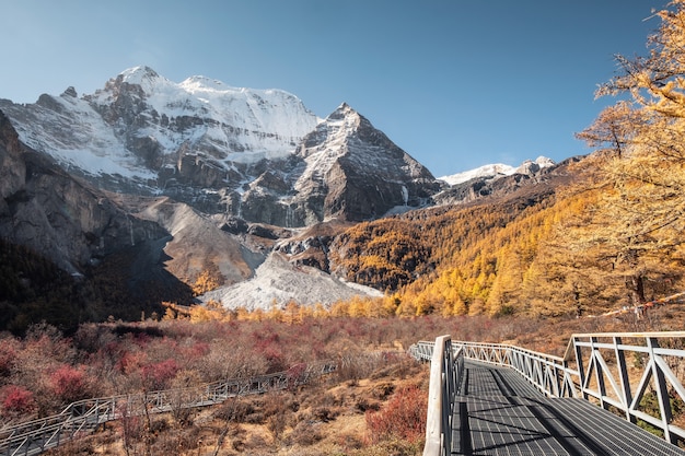 Xiannairi heilige berg met gouden dennenbos in de herfst in yading