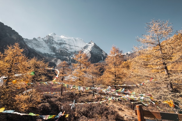 Xiannairi holy mountain with autumn forest and prayer flags blowing at Yading Nature Reserve