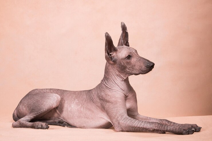 Photo クソロ犬種 - メキシコのクソロツクインテル犬種ベージュ色の背景に毛がない