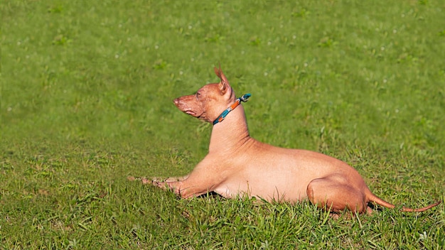 写真 xoloitzcuintli 犬は緑の草の上に横たわっている 犬は目をそらしている