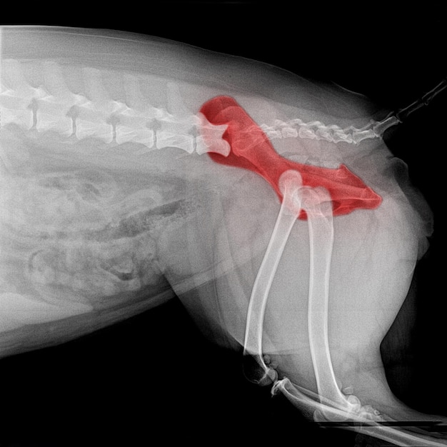 고관절 통증 부위 또는 고관절 이형성증 수의학 및 수의학 해부학 개념 흑백 색상에 빨간색 강조 표시가 있는 골반 개 측면 보기의 X선  필름 | 프리미엄 사진