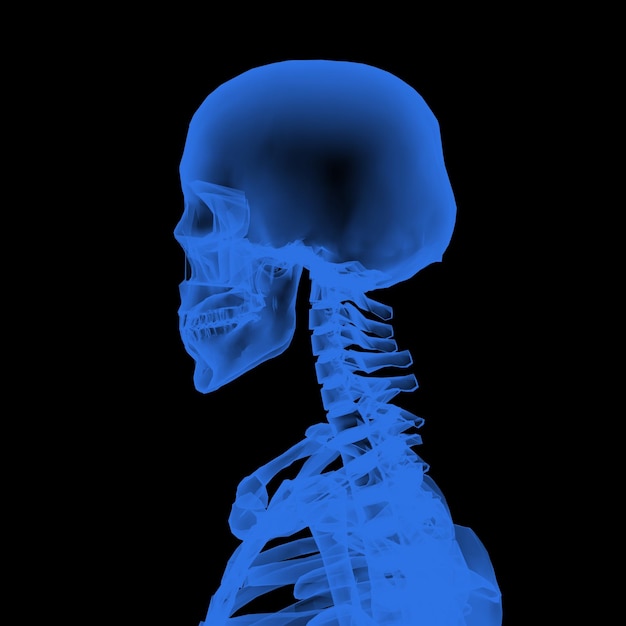 xray human skeleton in black