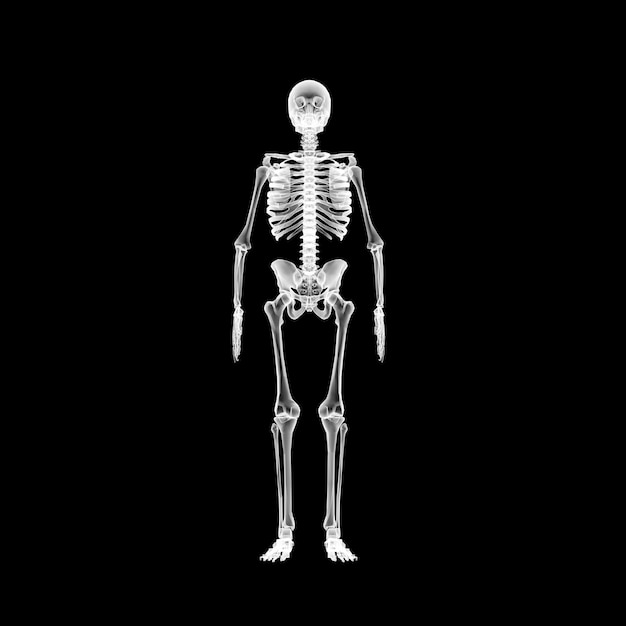 Photo xray human skeleton