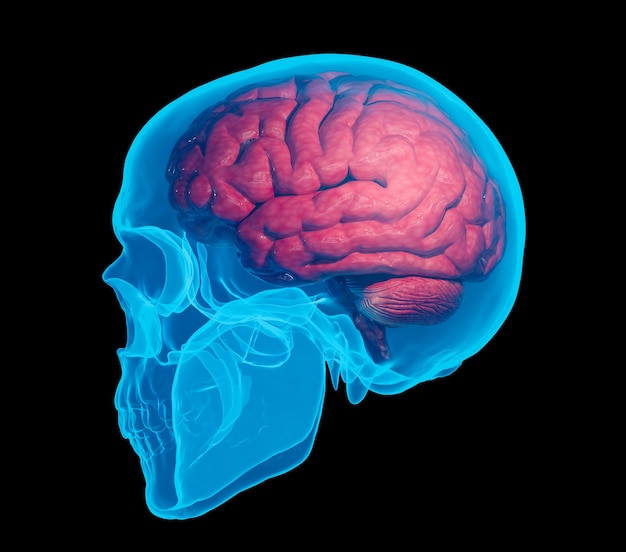 엑스레이 인간의 두개골은 빨간 뇌 해부학을 보여줍니다