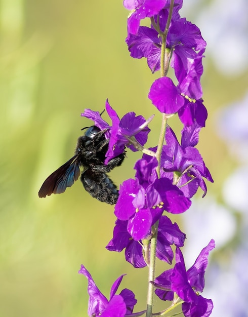 Xylocopa valga クマバチ 花の上に座っている昆虫