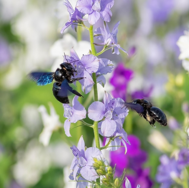 Xylocopa valga クマバチ 2 匹の昆虫が花の上に座っています。