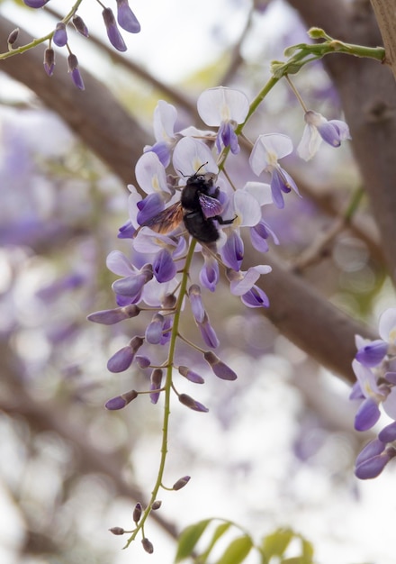 Xylocopa valga en mooie paarse blauweregen sinensis bloem op een zonnige dag