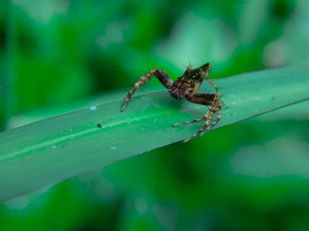 Фото xysticus croceus паук на листе