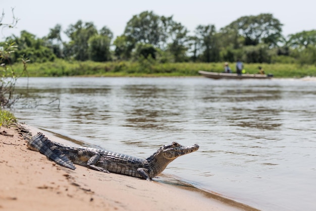 yacare caiman at lakeshore